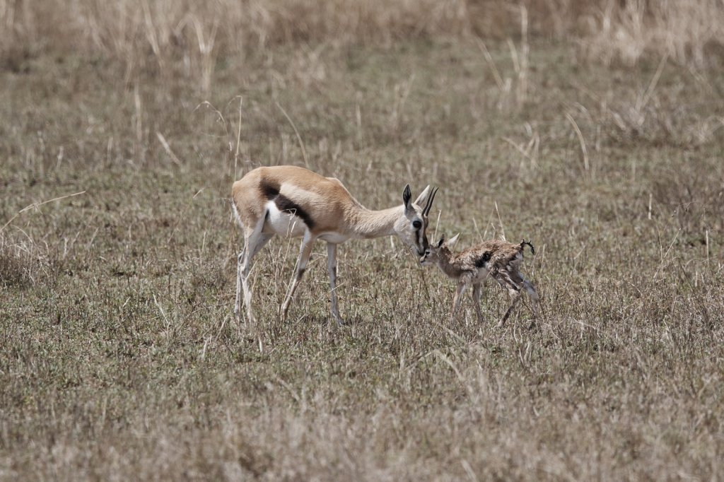 Thomson-Gazelle mit Neugeborenem, Serengeti